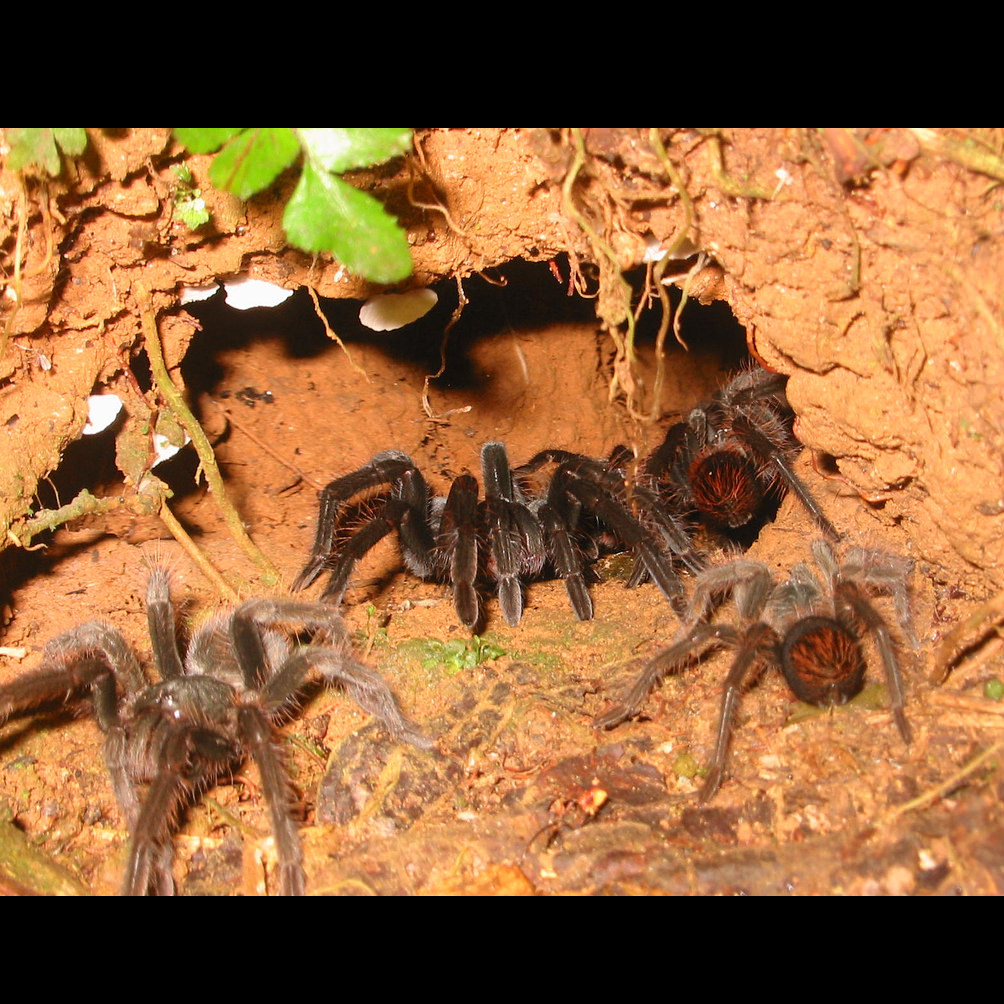 秘鲁食鸡chickenspider蜘蛛ts爬魂蜘蛛