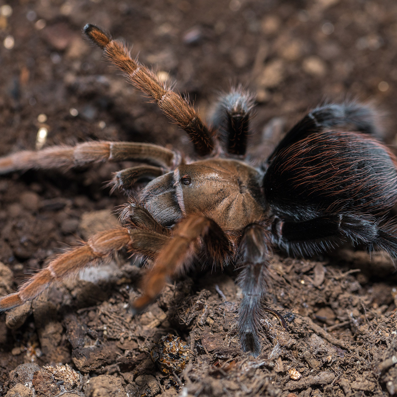 墨西哥aph蜘蛛aphonopelmaspdiamondback5l幼体ts蜘蛛