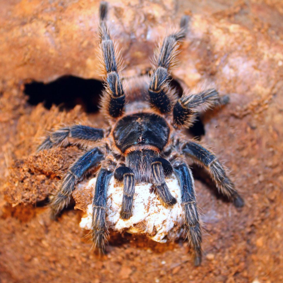 秘鲁金属红尾thrixopelmacyaneolum蓝色蜘蛛捕鸟蜘蛛