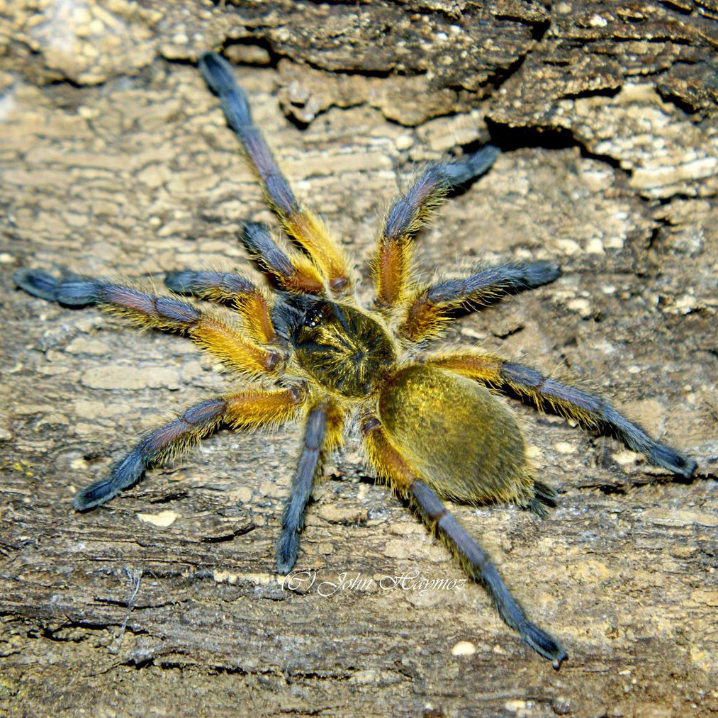 巴布经典魔幻蜘蛛南非蓝腿hp3.5-12厘米比橙c8蜘蛛