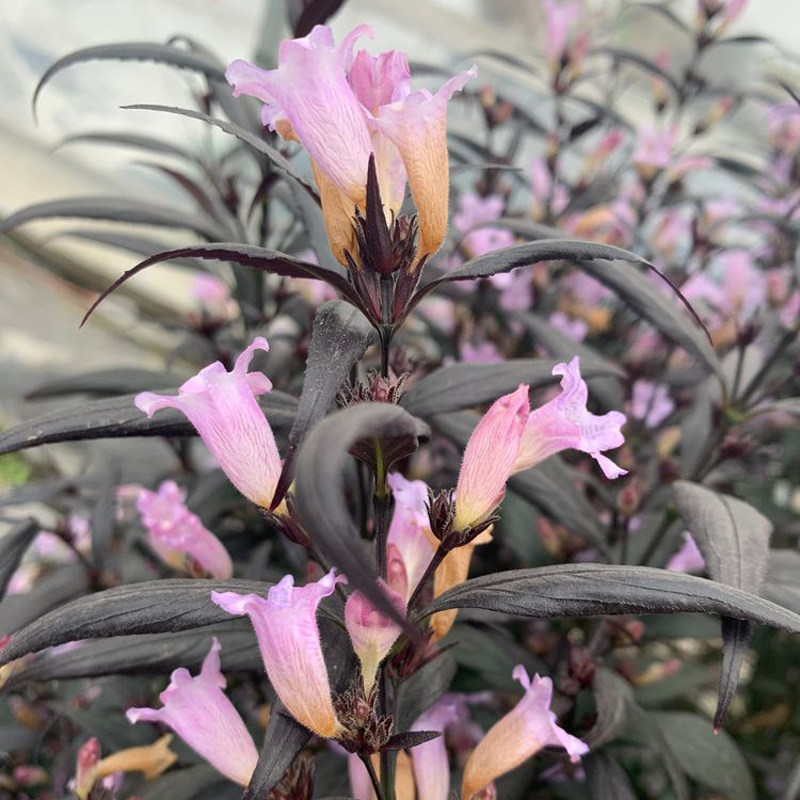 盆栽紫叶马兰苗喜多年生常绿草本灌木耐寒耐热时令草本花卉