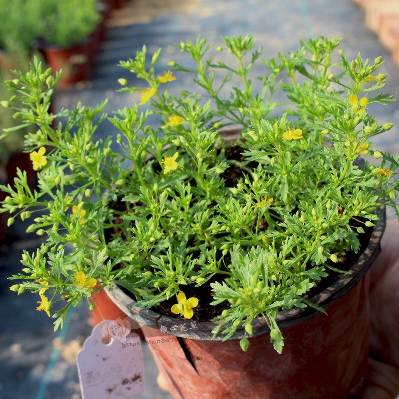 多年生常绿香地肤苗 芳香地肤 有哈密瓜味 黄色/蓝色哈密瓜