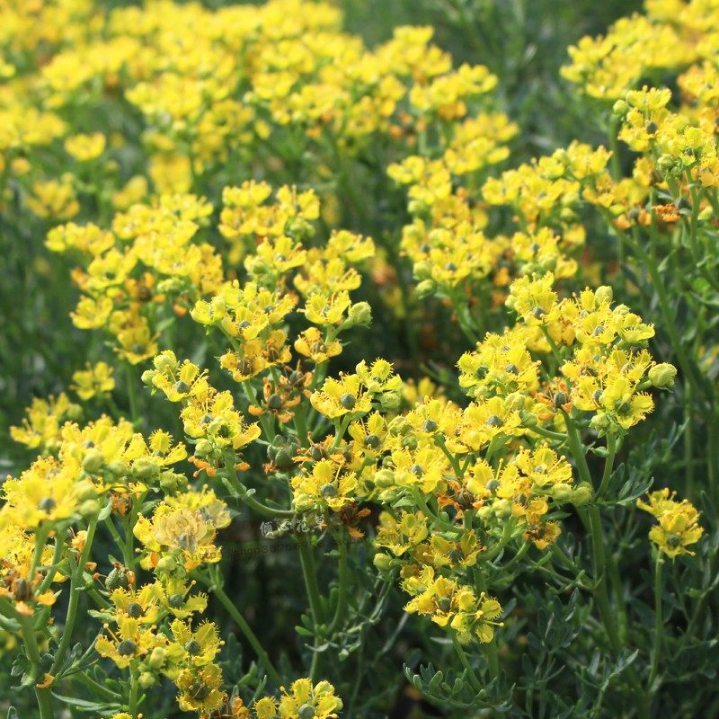 芸香臭草七里香驱虫驱蚊驱蝇植物香草花卉小盆时令草本花卉