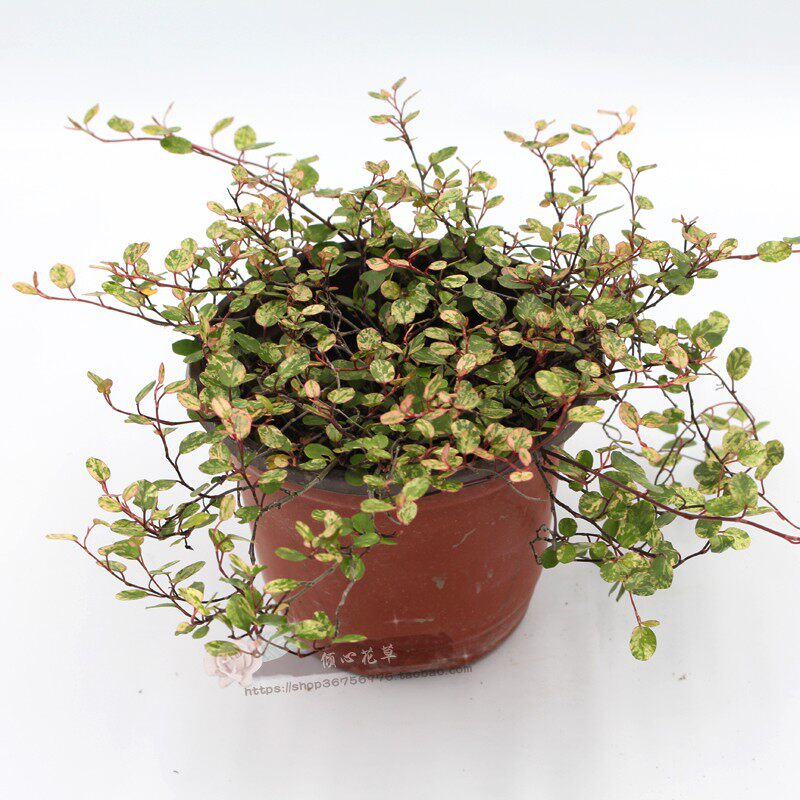 吊兰千叶婚纱叶草霓虹花叶办公桌盆栽花卉植物绿植