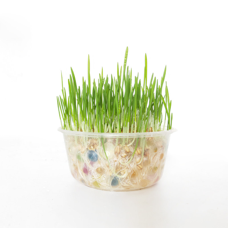 水培水晶猫草种植套装送猫薄荷猫咪狗狗去毛球化毛除毛球呕吐狗草