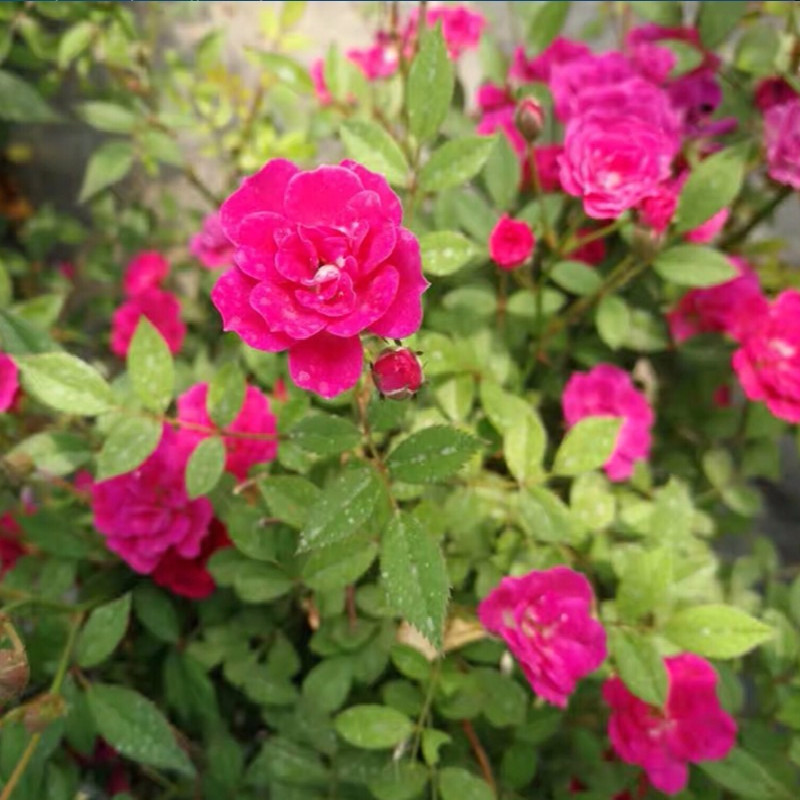 开花紫咲新品月季月季花花苗迷你盆栽花卉植物时令草本花卉