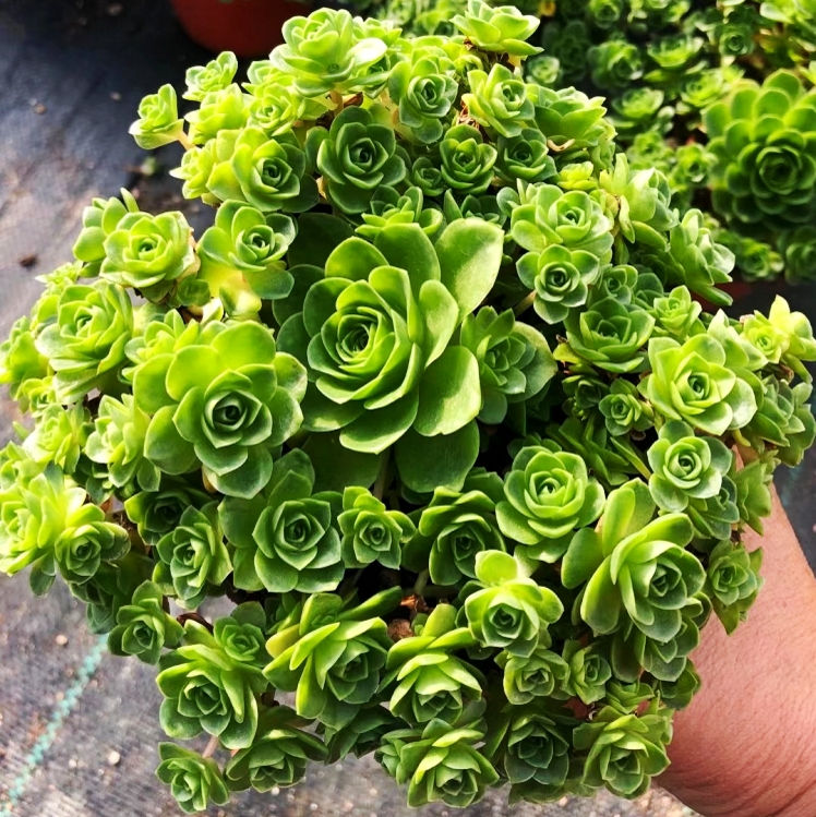 多肉山东12年老店山地玫瑰植物老桩花卉绿植多肉植物