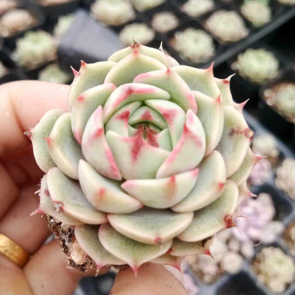 高端多肉植物 苯巴蒂斯 贵货 苯巴 本吧 多肉 肉肉 盆栽 绿植_双氙