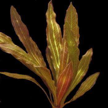 木木三/红皇冠/玫瑰皇冠/三色皇冠/血红皇冠草/红九冠水中叶水草