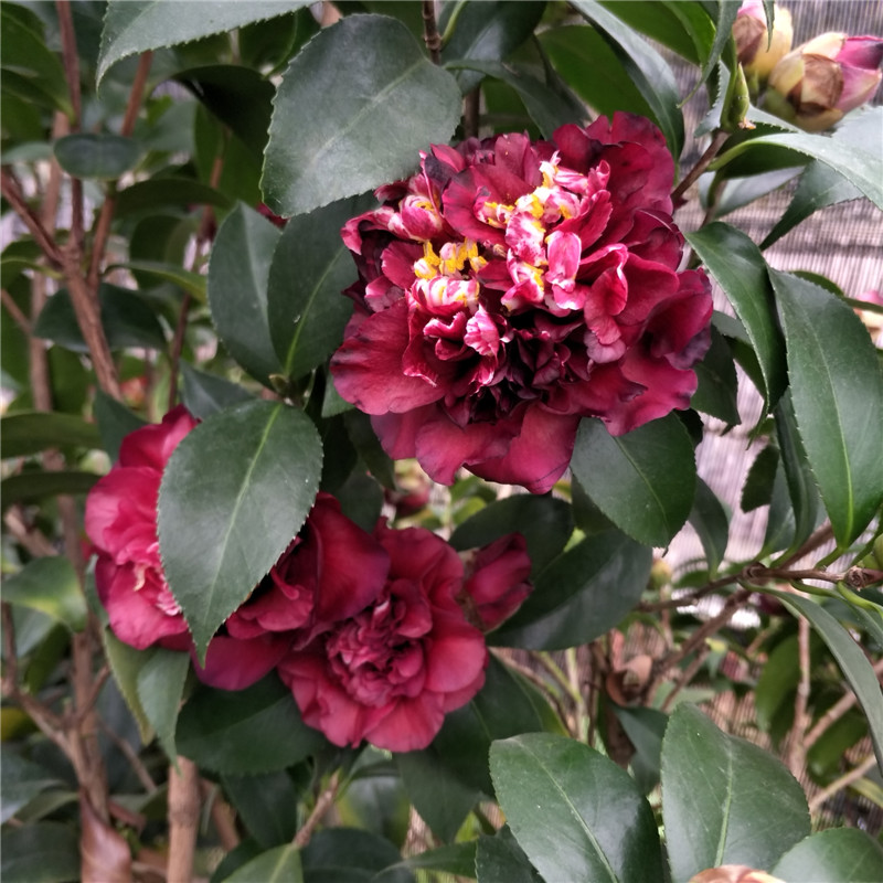【午夜魔幻】千家园花卉 茶花盆栽绿植黑红色茶花阳台