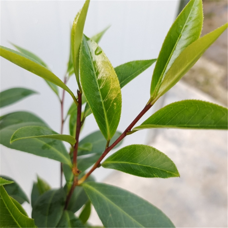 紫玫瑰茶花海角乐园山茶花紫色系列品种茶花嫁接原生植物茶花