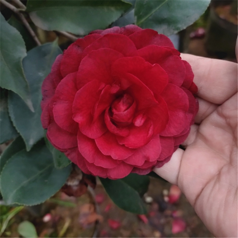 茶花盆栽品种荷尔花苗名贵山珍贵植物花卉