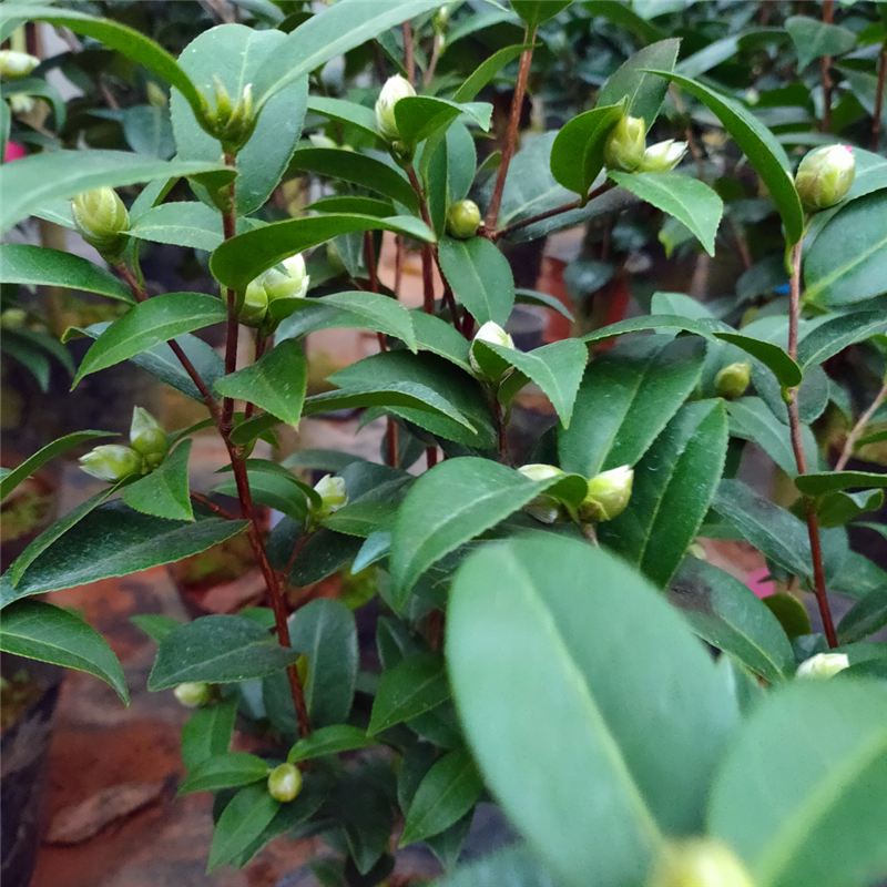 茶花黛比新西南西南冠军盆栽紫色正品稀缺阳台时令草本花卉