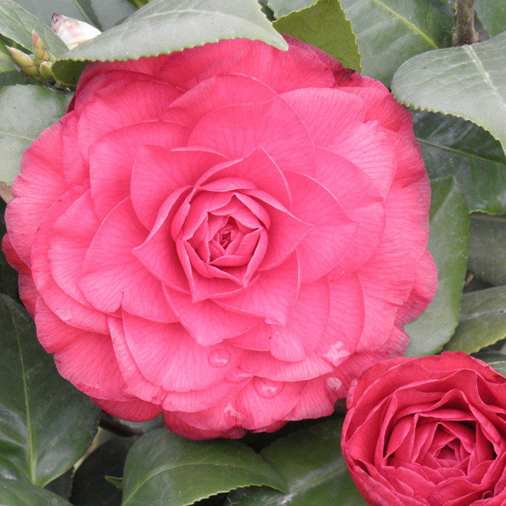 贝拉名贵青叶拉大玫瑰山茶山茶花花苗纯色花色时令草本花卉