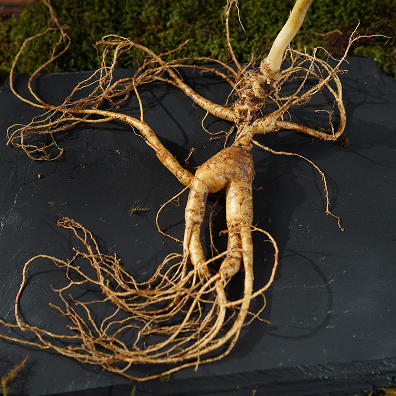 单支100克包邮顺丰20年现挖鲜山野山长白山人参山参