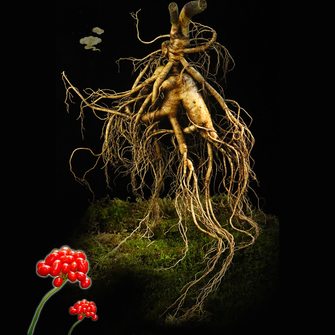 溪味道 18年生桓仁野山参 长白山新鲜带土林下鲜人参泡酒顺丰包邮