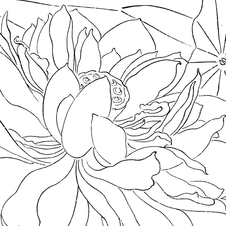 工笔画文字有步骤花鸟冬冬杨冬冬白描打印稿白纸勾线国画