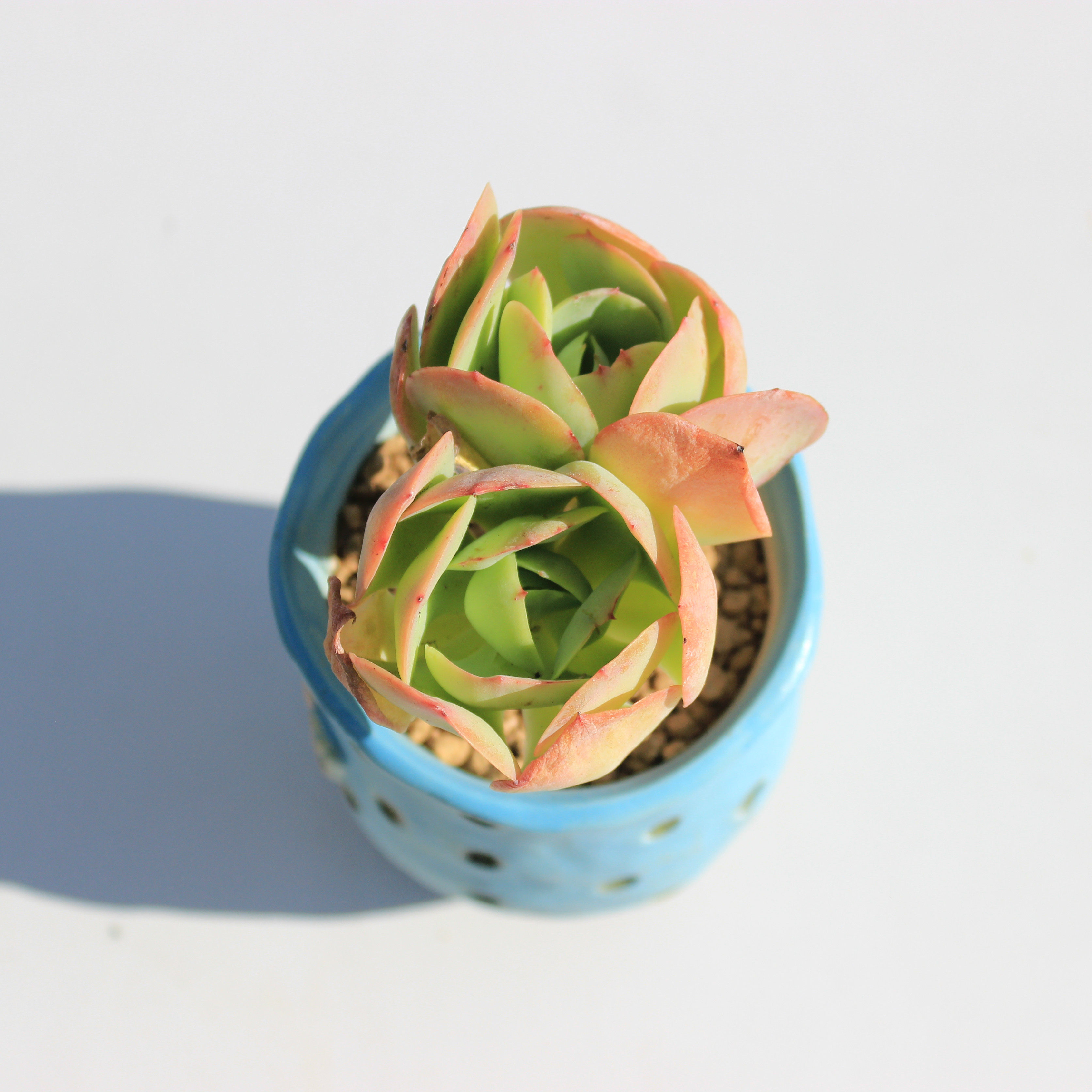 桃花石碧桃景天科二木花园新手多肉创意盆栽阳台趣味绿植云南满包_双