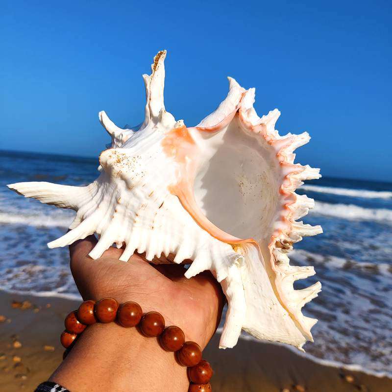 海螺贝壳天然大海千手螺白鱼缸造景家居摆件海螺