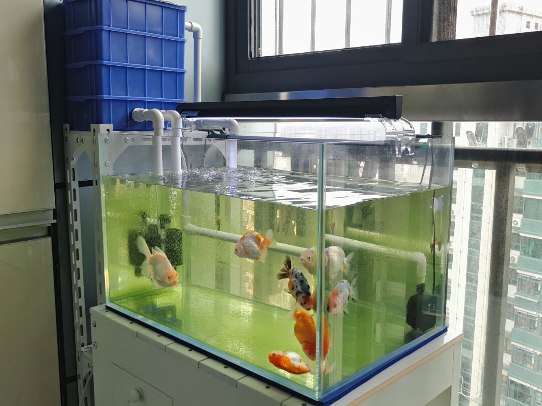 鱼缸鱼池diy过滤系统龟缸周转箱自制过滤箱外置上滤滴滤过滤盒箱