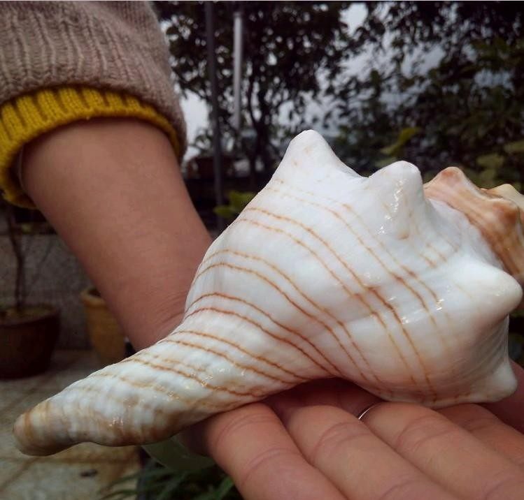 包邮 天然海螺贝壳 元宝螺吹哨可以吹响的贝壳 海螺口哨 儿童玩具