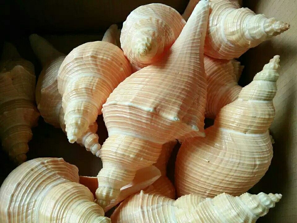 海螺送一天然贝壳长香居家摆件能吹响的角螺海螺