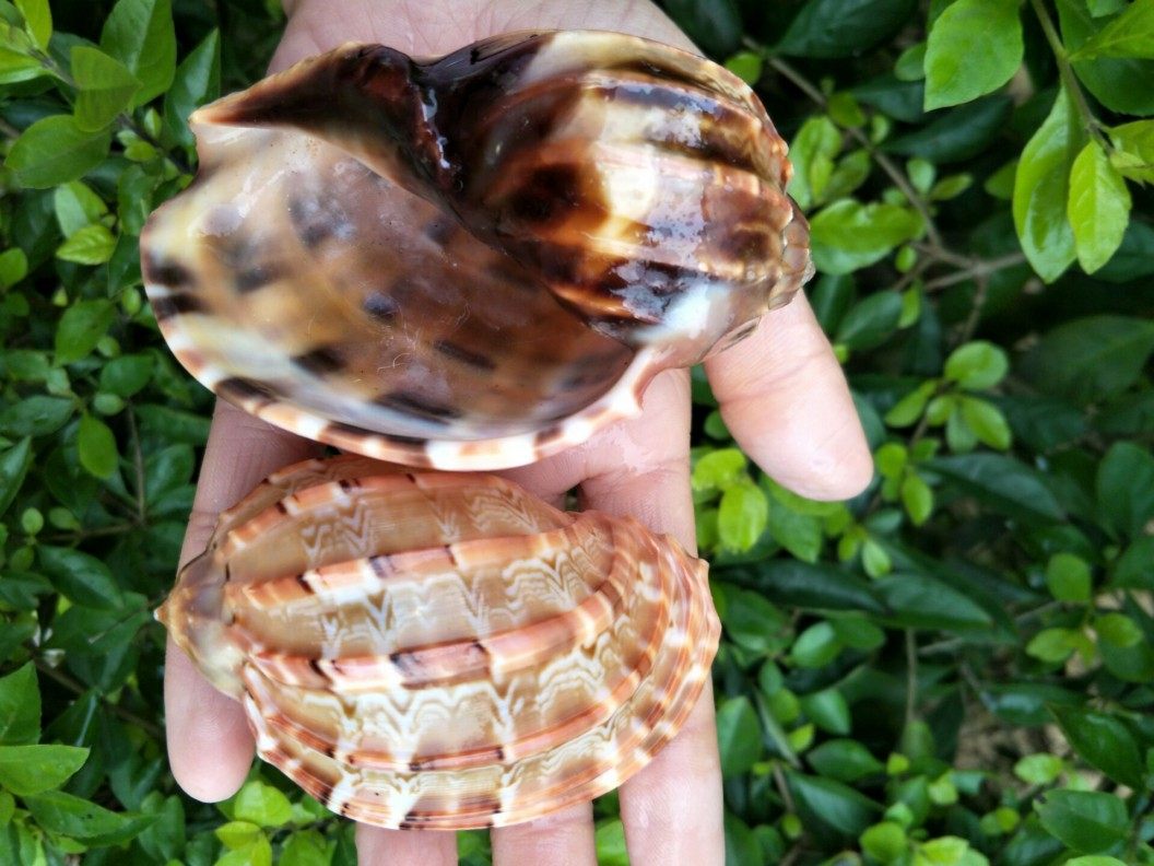 贝壳海螺送一大杨杨桃天然珍稀海洋工艺品海螺