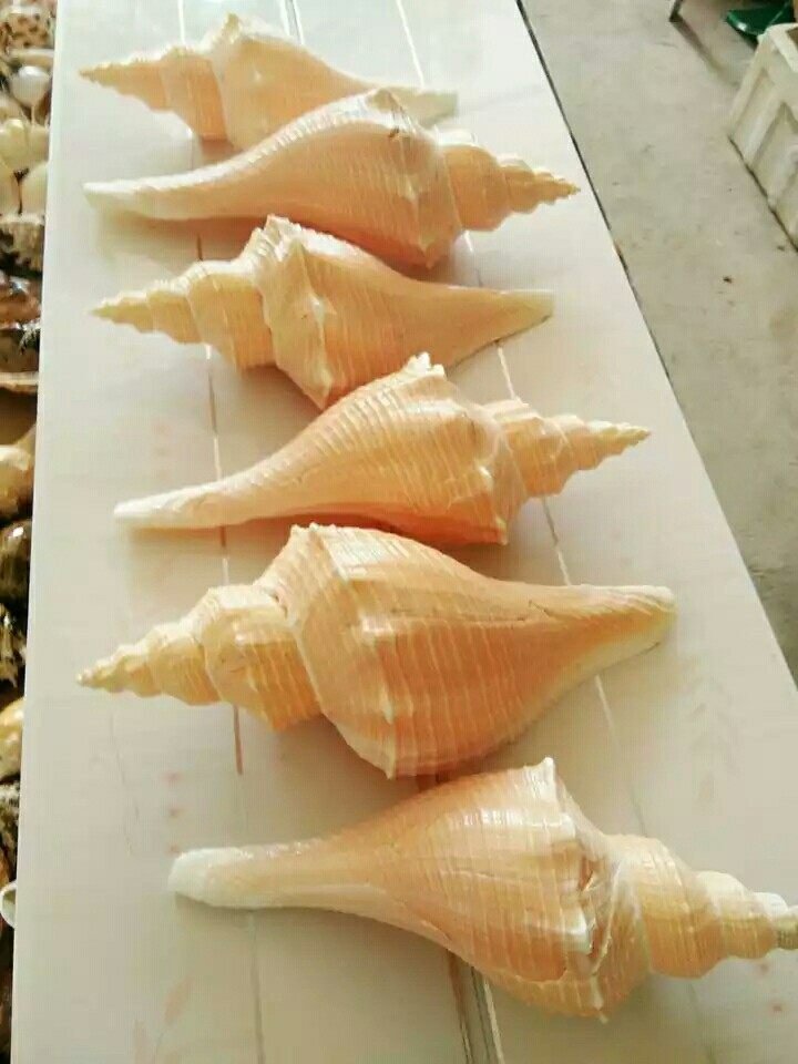 海螺送一天然贝壳长香居家摆件能吹响的角螺海螺
