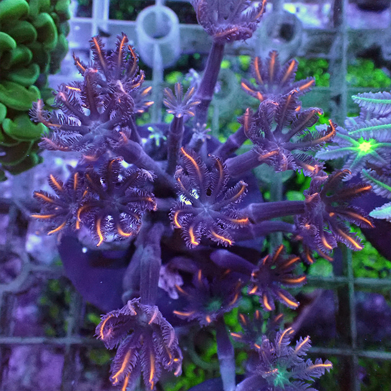 大手星花珊瑚绿芯金边心花珊瑚海海水宠物活体其它水族宠物