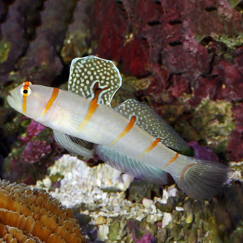 大帆火炬检疫水缸活体海海水虾虎条纹鸳鸯红斑鱼