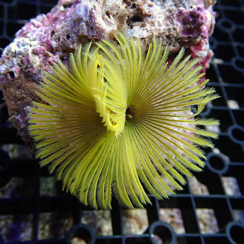 活体海水红白珊瑚尺寸软管硬管黄软管管虫羽毛其它水族宠物