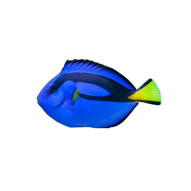 蓝吊粉蓝海水活体海水缸明星宠物珊瑚活体检疫鱼