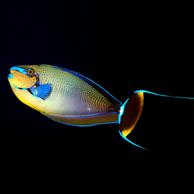 蓝点吊橙波纹海水倒吊活体海水缸检疫颗粒鱼