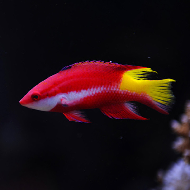 美国红孤紫狐飞狐番王尖嘴青龙海水活体海水缸鱼