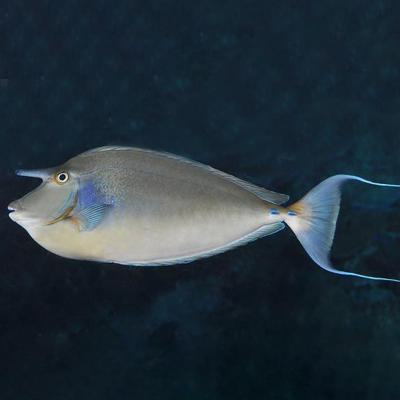长短观赏检疫水缸活体海海水活体短吻吊类藻倒鱼
