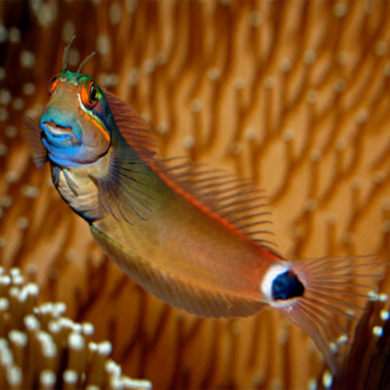 西瓜小丑双色虾虎海水活体吃藻能手开缸新鱼海鱼