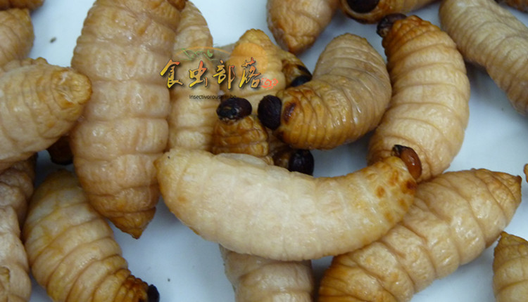 虫竹新鲜竹笋蛹大竹虫竹蛆笋蛆老木幼虫500克其它生肉制品