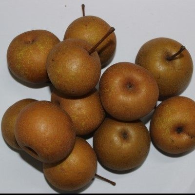 冬梨新鲜可以水果特产2018年野生老树百年梨子梨