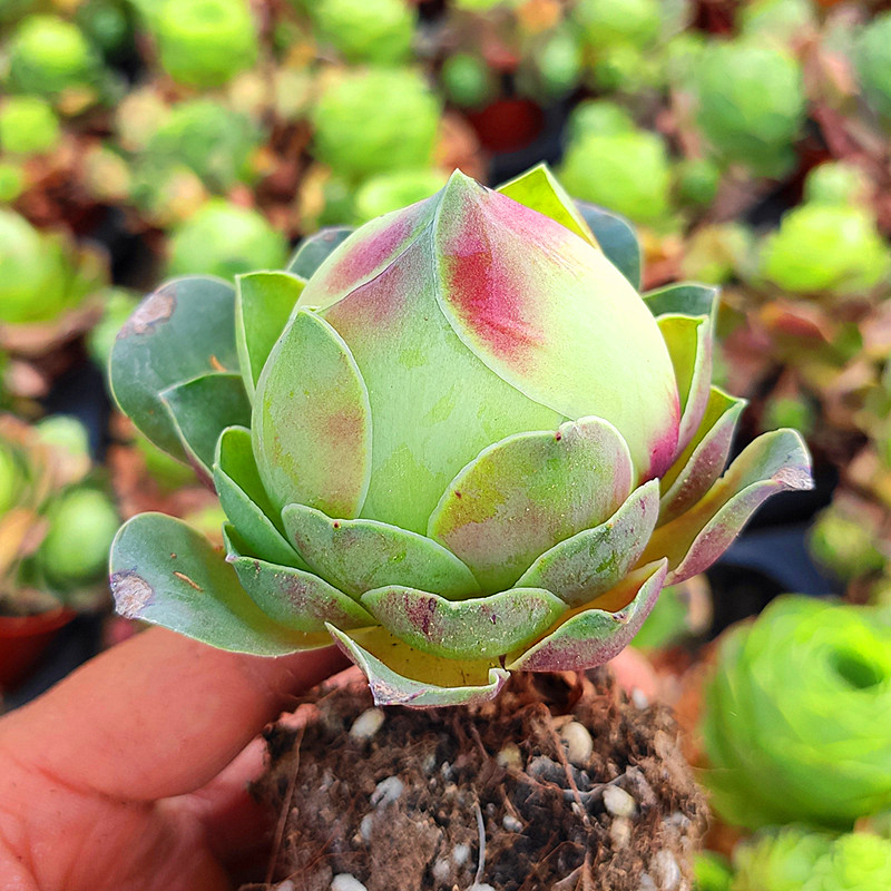 水蜜桃山地玫瑰系列多肉植物大颗老桩盆栽套餐多肉植物