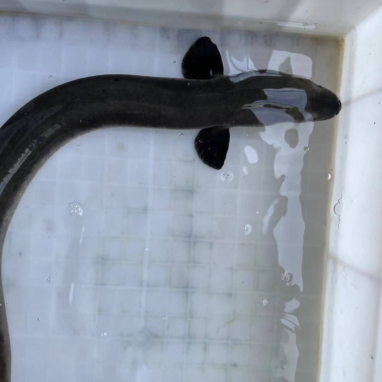 千岛湖河鳗鱼正宗野外生鲜活鱼打包淡水水产乌鳗湖鳗鱼