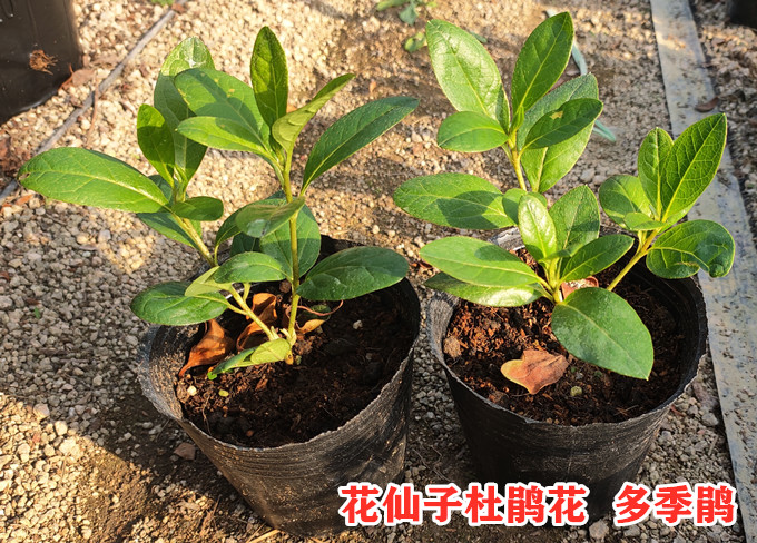 花仙子粉红红多季鹃重瓣大花型品种杜鹃带苞鹃之时令草本花卉