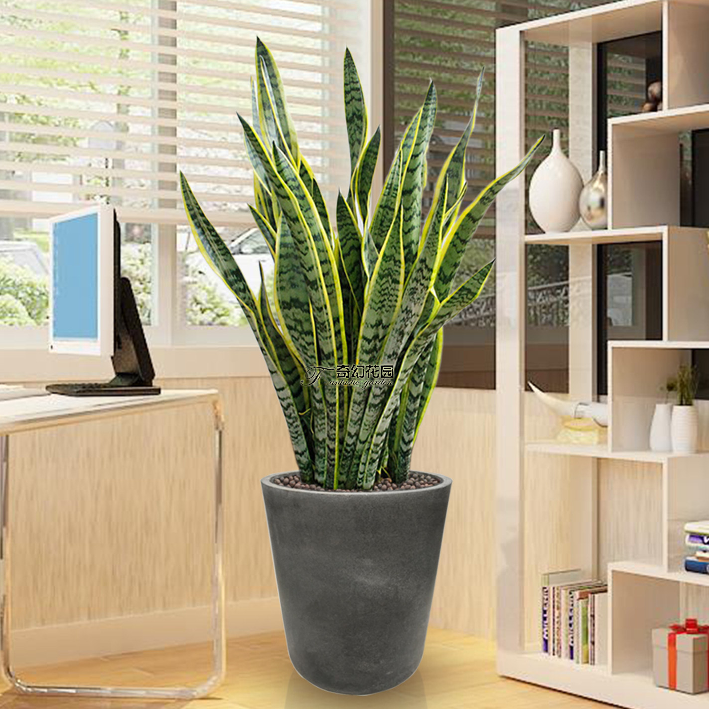 大虎皮兰盆栽虎尾兰绿植办公室内吸甲醛易活植物净化空气青岛同城