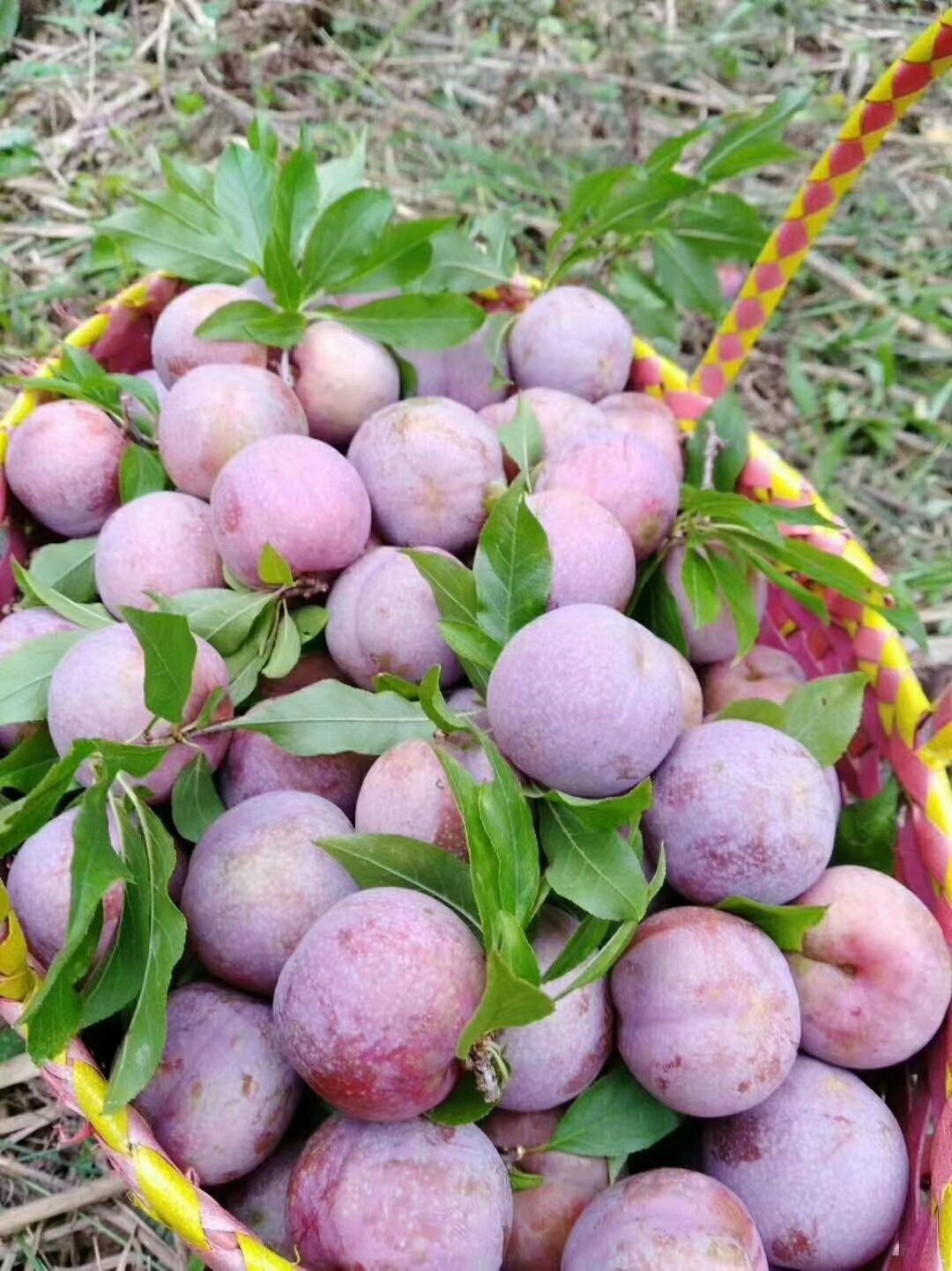 水果孕妇直供果园平远河6斤李孕妇包邮三华李三华百香果