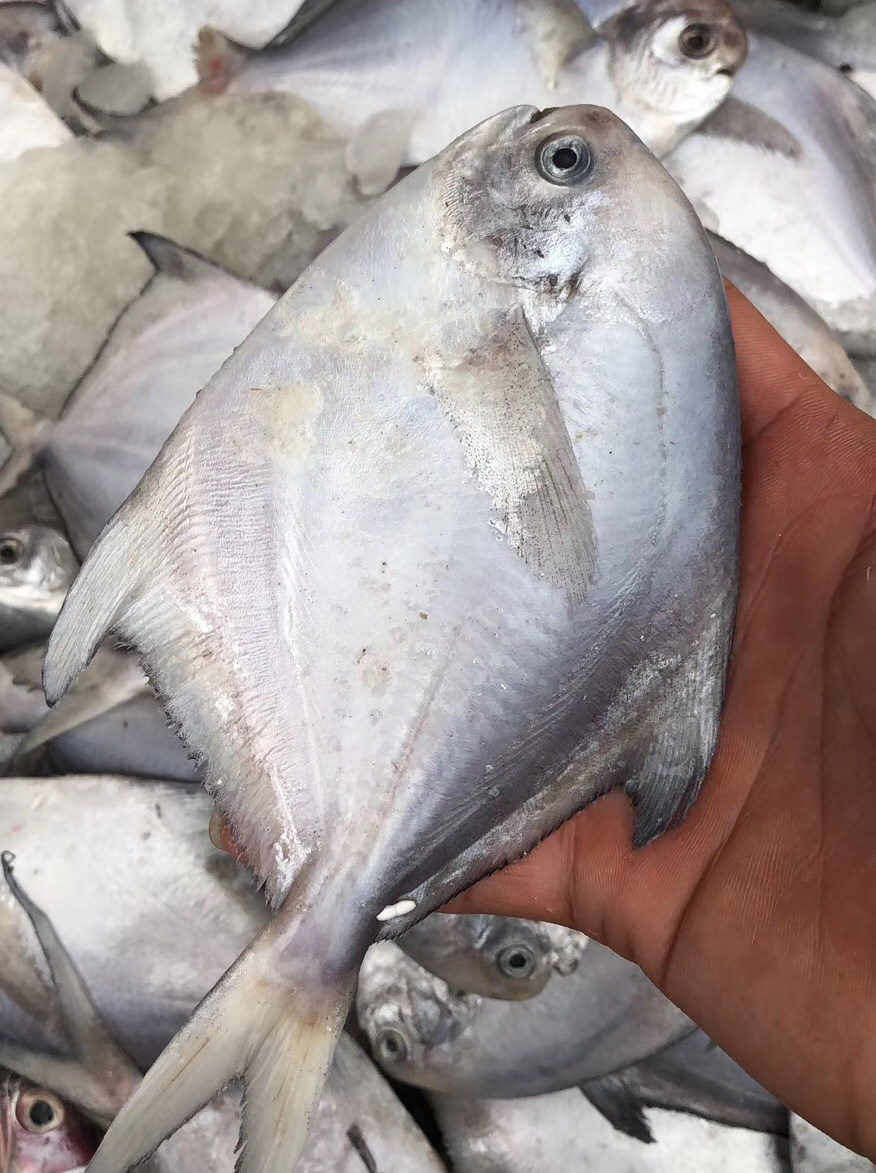 鲳鱼野生海鱼镜鱼平鱼水产新鲜白鲳鱼深海500g鲳鱼