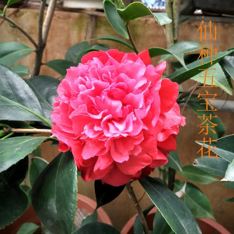 茶花潮州五宝仙种树苗大苗盆栽名贵多色花卉时令草本花卉