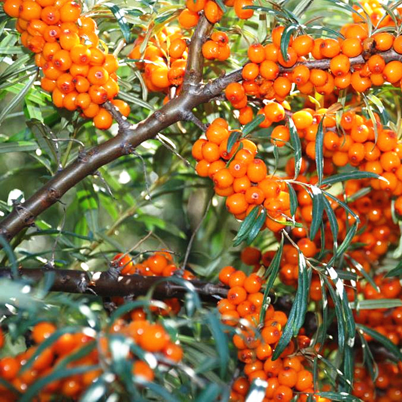 野山山坡沙棘汁易拉罐装山西吕梁特产原浆野生果味