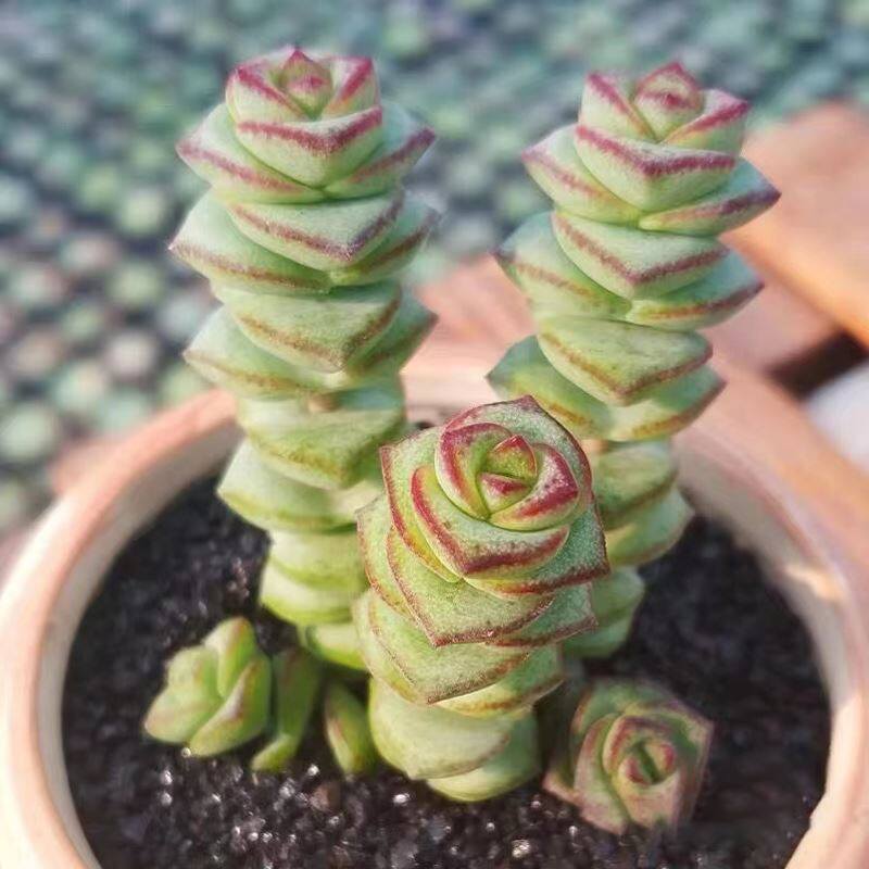 钱串子盆栽锦多植物开花花卉绿植大颗好养精品多肉植物