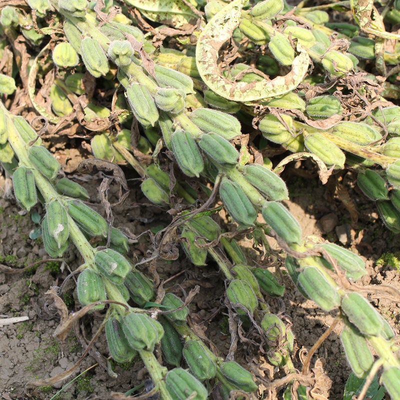 农家自产土种黑芝麻妈妈水洗干净现炒熟500g孕妇即食代餐乌发防脱