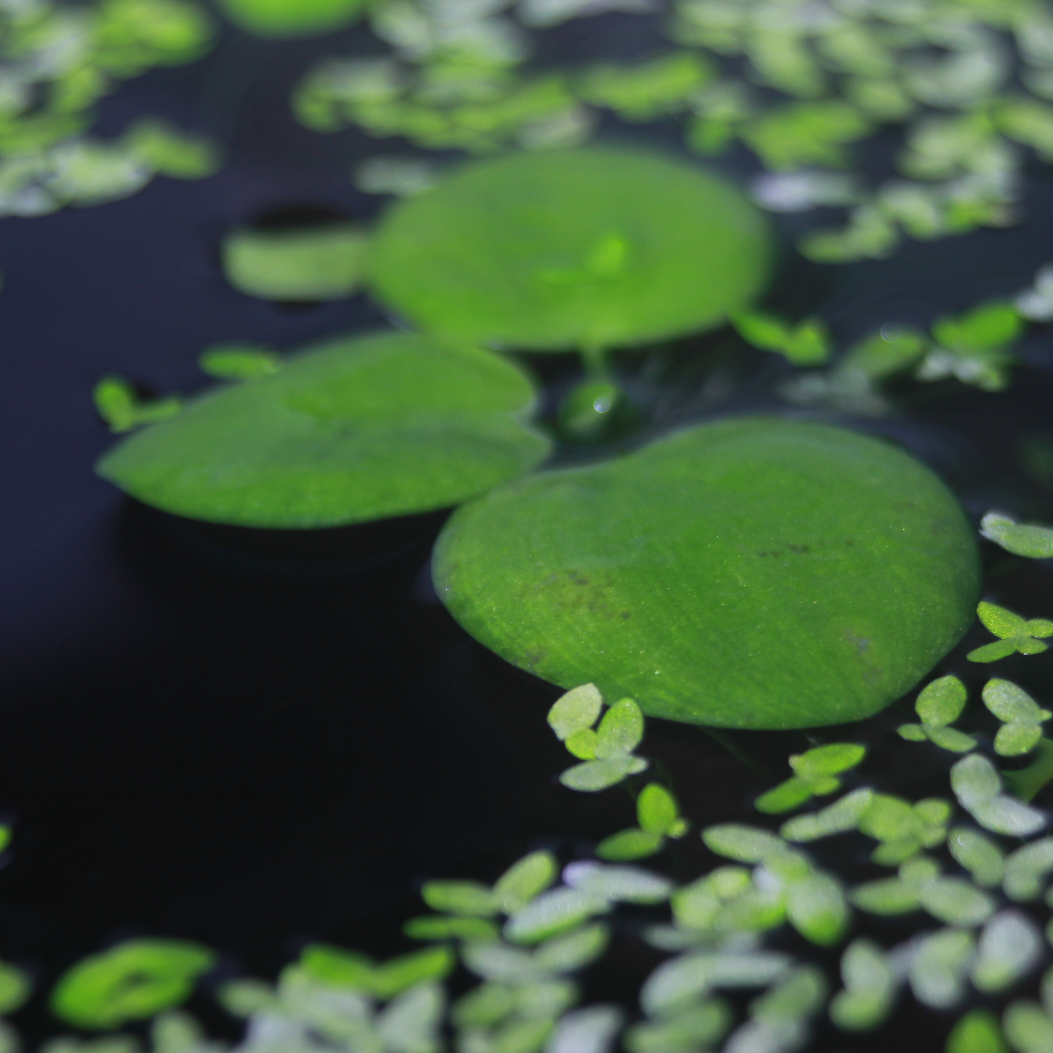 直销浮萍鱼缸观赏鱼观赏净化植物水草活体圆心水草