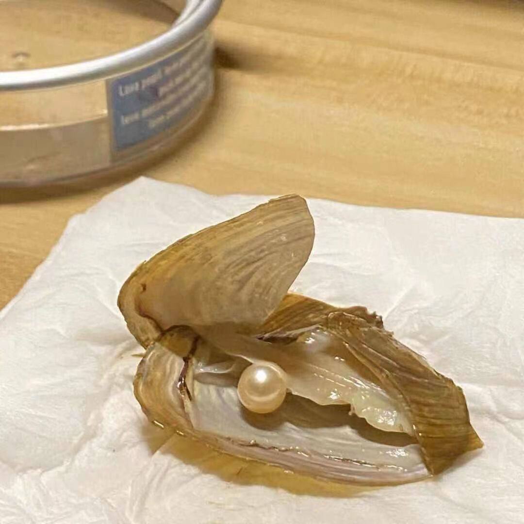 自开河蚌珍珠项链礼盒盒装自取蚌贝diy女友项链